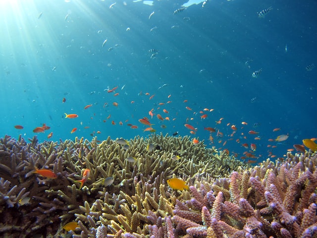 Beautiful reef and orange fish in Okinawa sea.